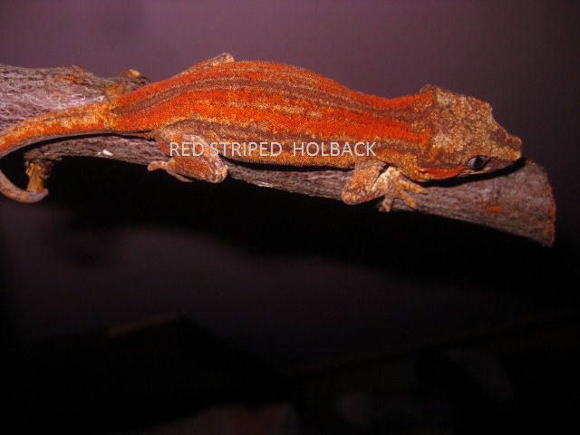 NOT FOR SALE (2).jpg