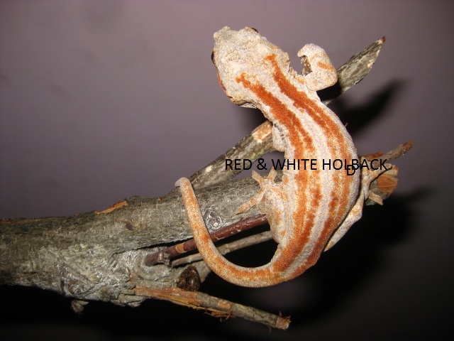 NOT FOR SALE (3).jpg