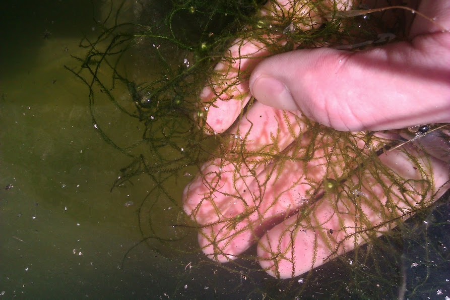 Notophthalmus viridescens - Huevos