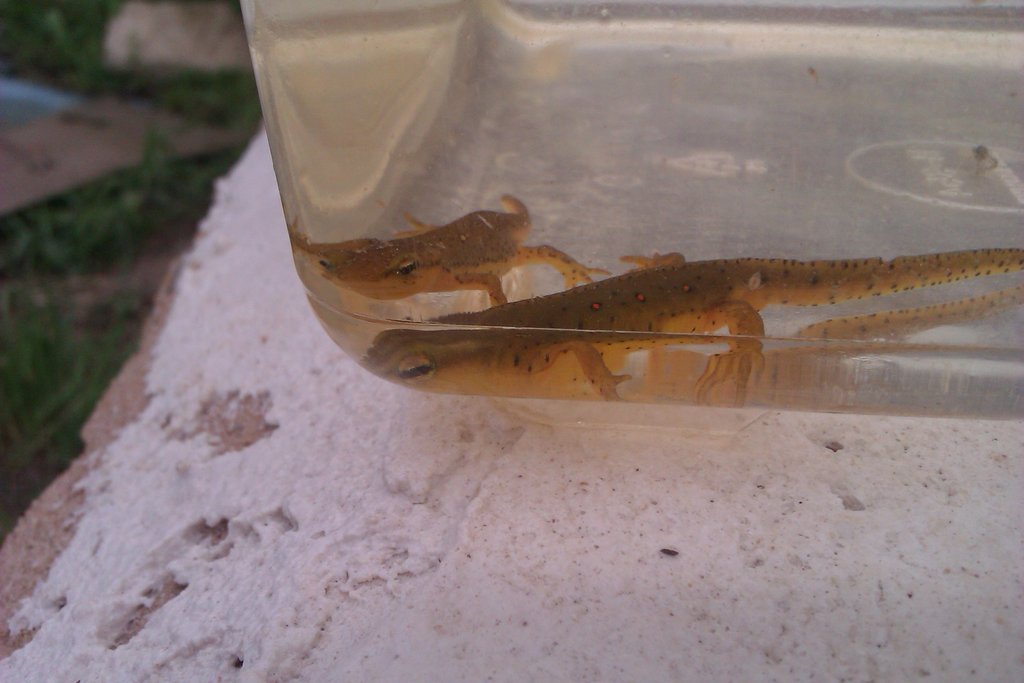 Notophthalmus viridescens