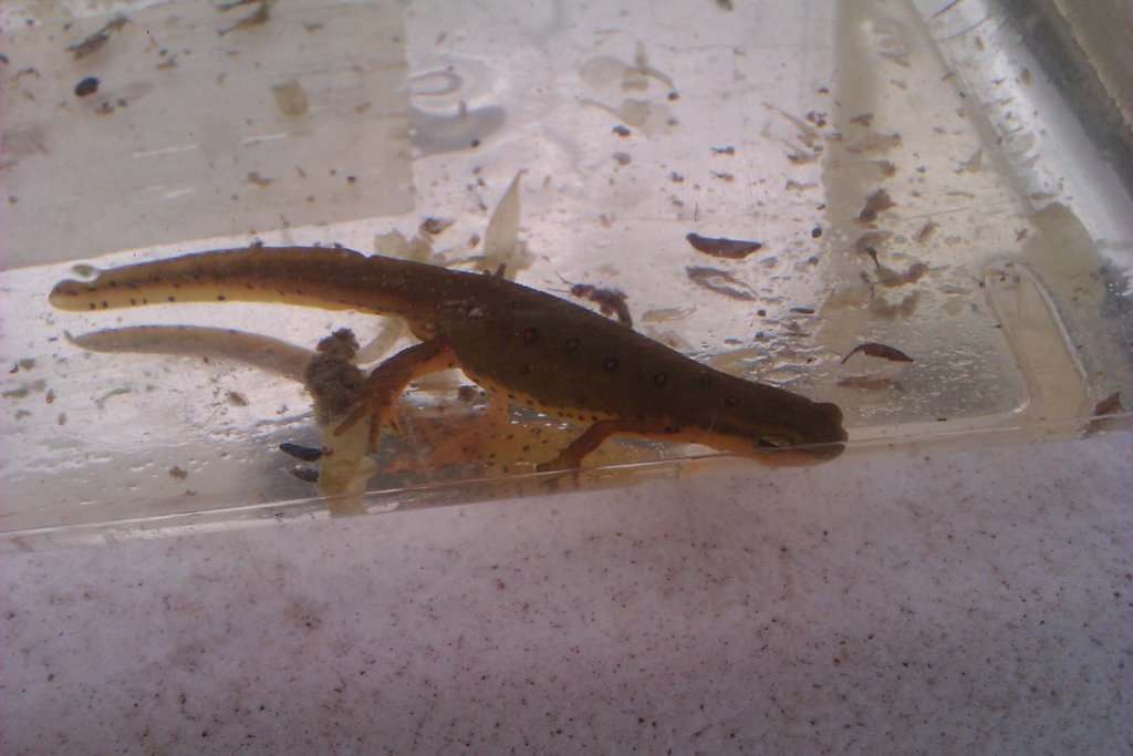 Notophthalmus viridescens