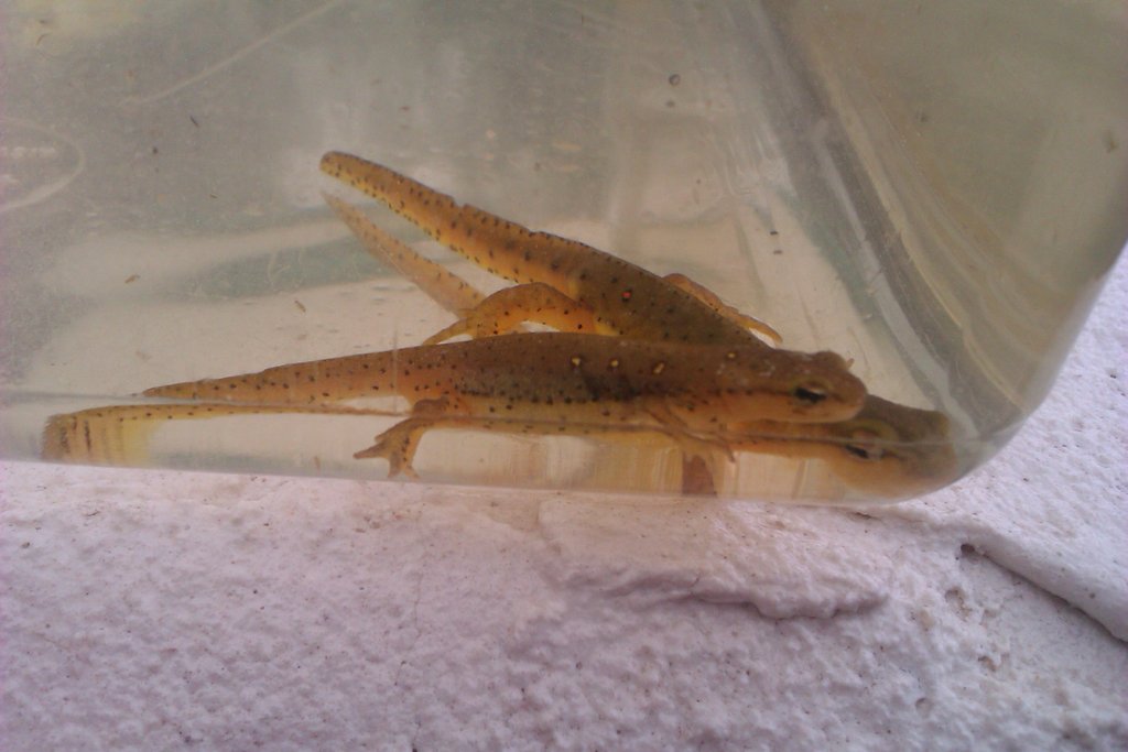 Notophthalmus viridescens
