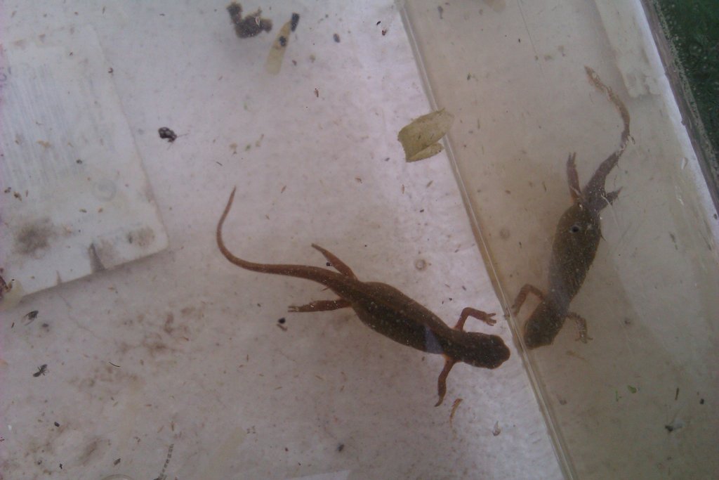 Notophthalmus viridescens