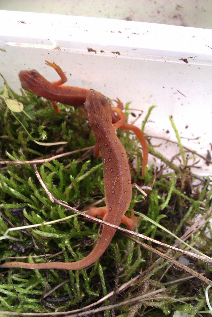 Notophthalmus viridescens