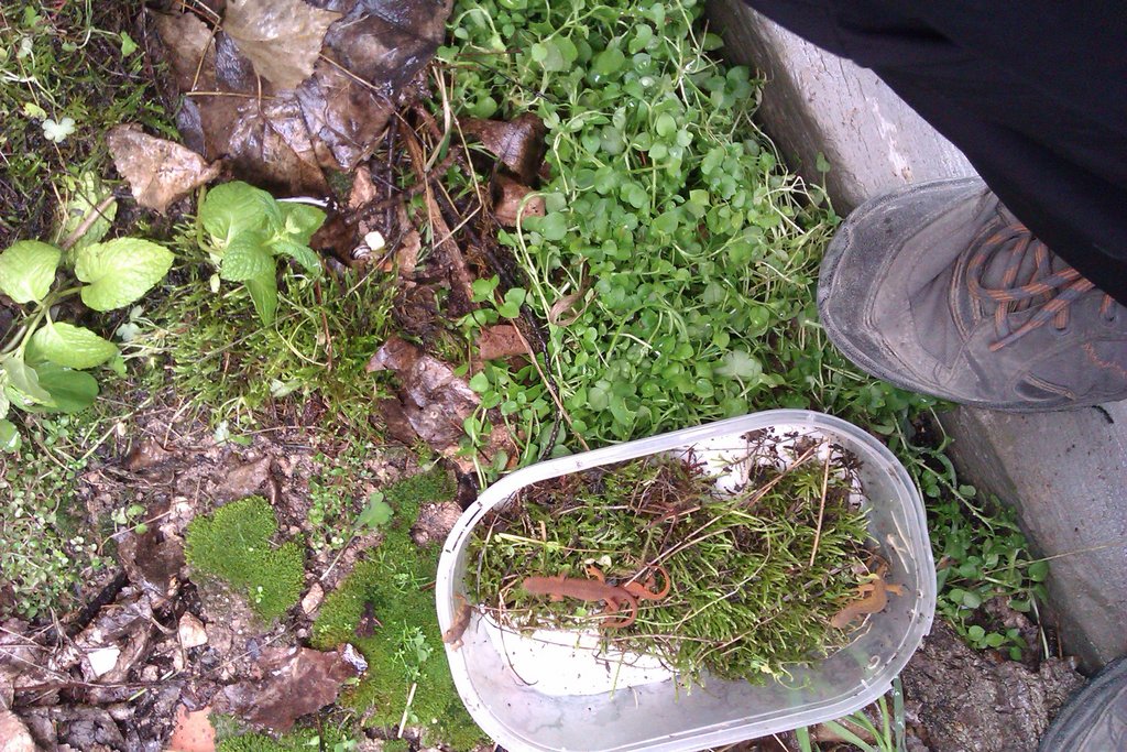 Notophthalmus viridescens