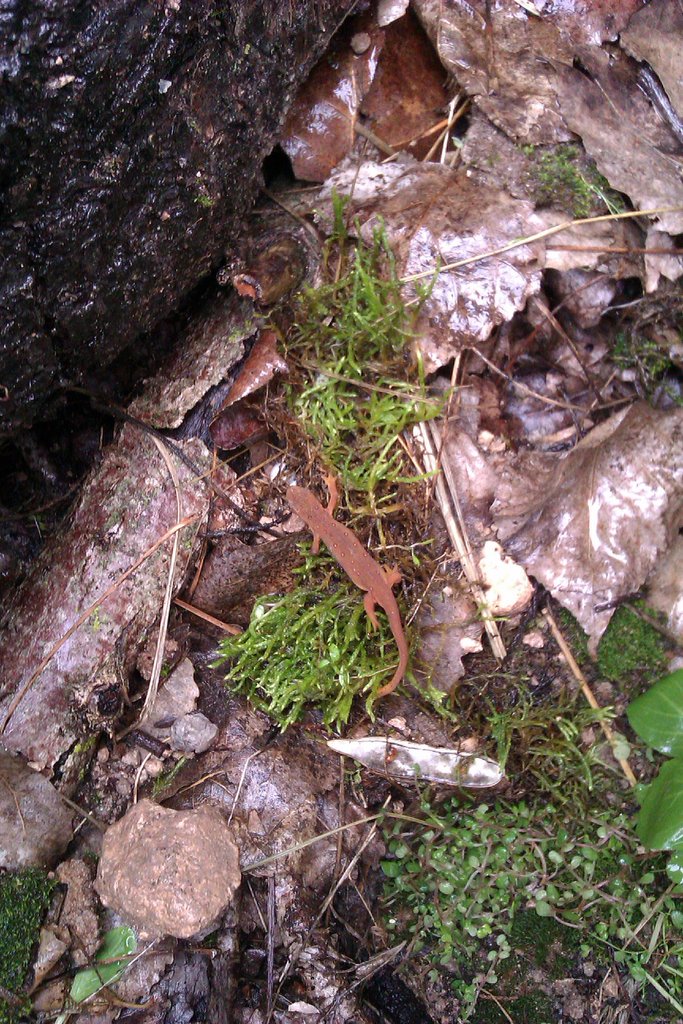 Notophthalmus viridescens