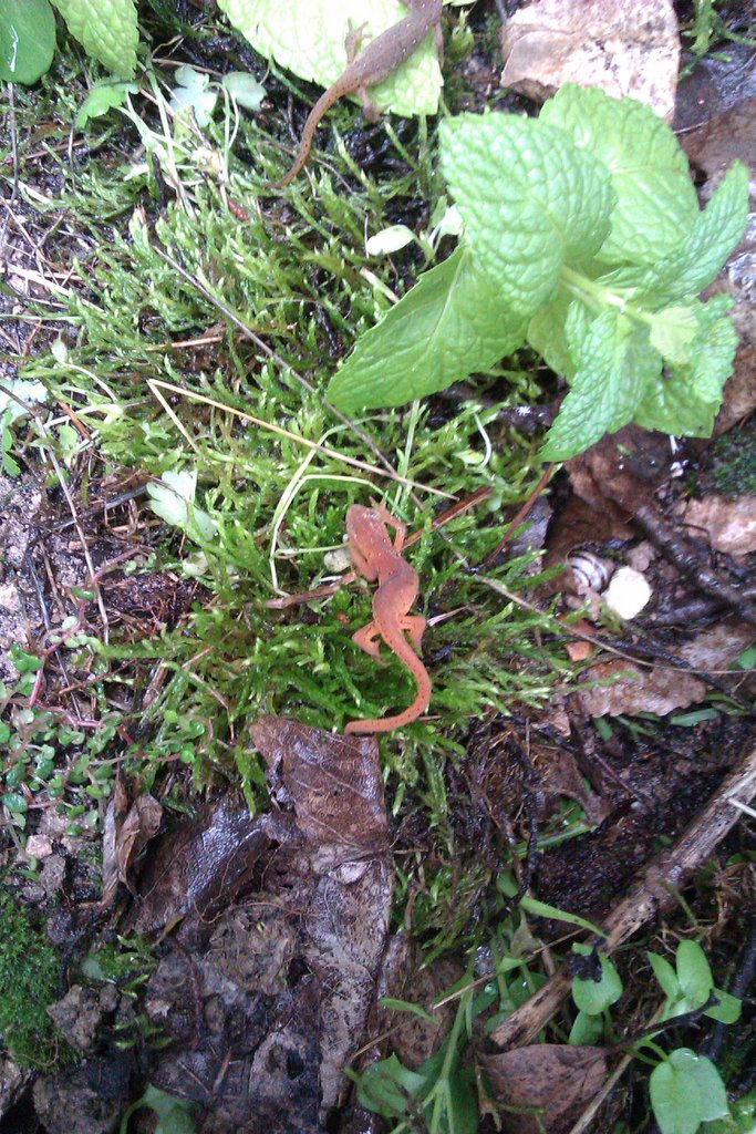 Notophthalmus viridescens