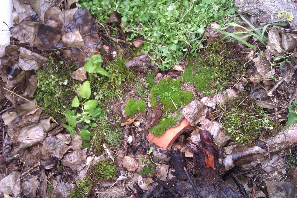 Notophthalmus viridescens