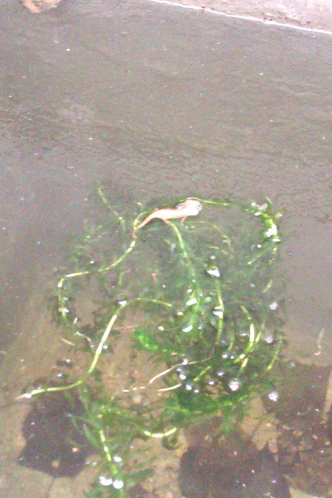 Notophthalmus viridescens