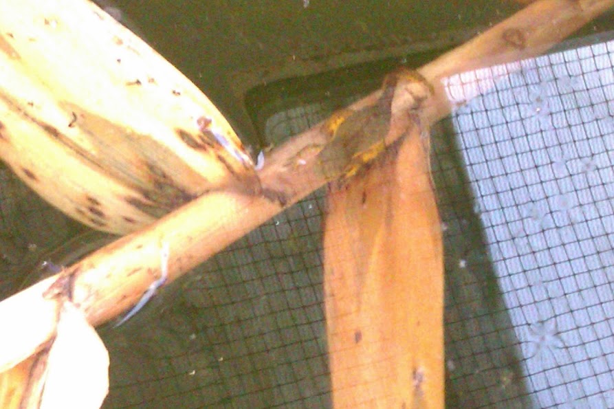 Notopthalmus viridescens