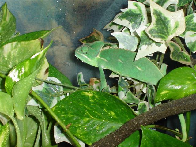 nou look de terrari amb camaleo 002 (Small).jpg