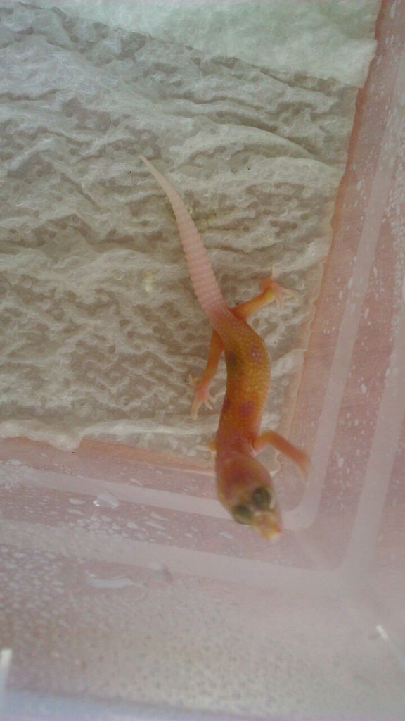 ¿Nova o Nova sunglow?