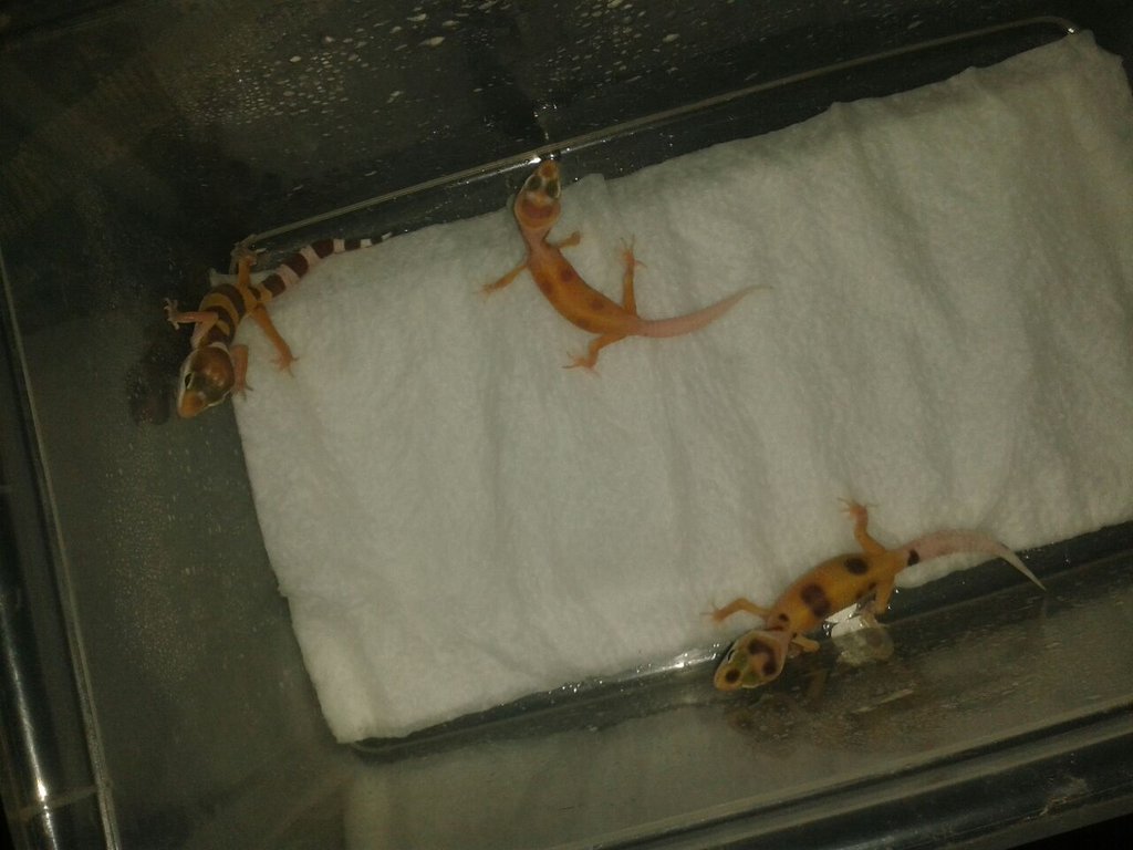 ¿Nova o Nova sunglow?