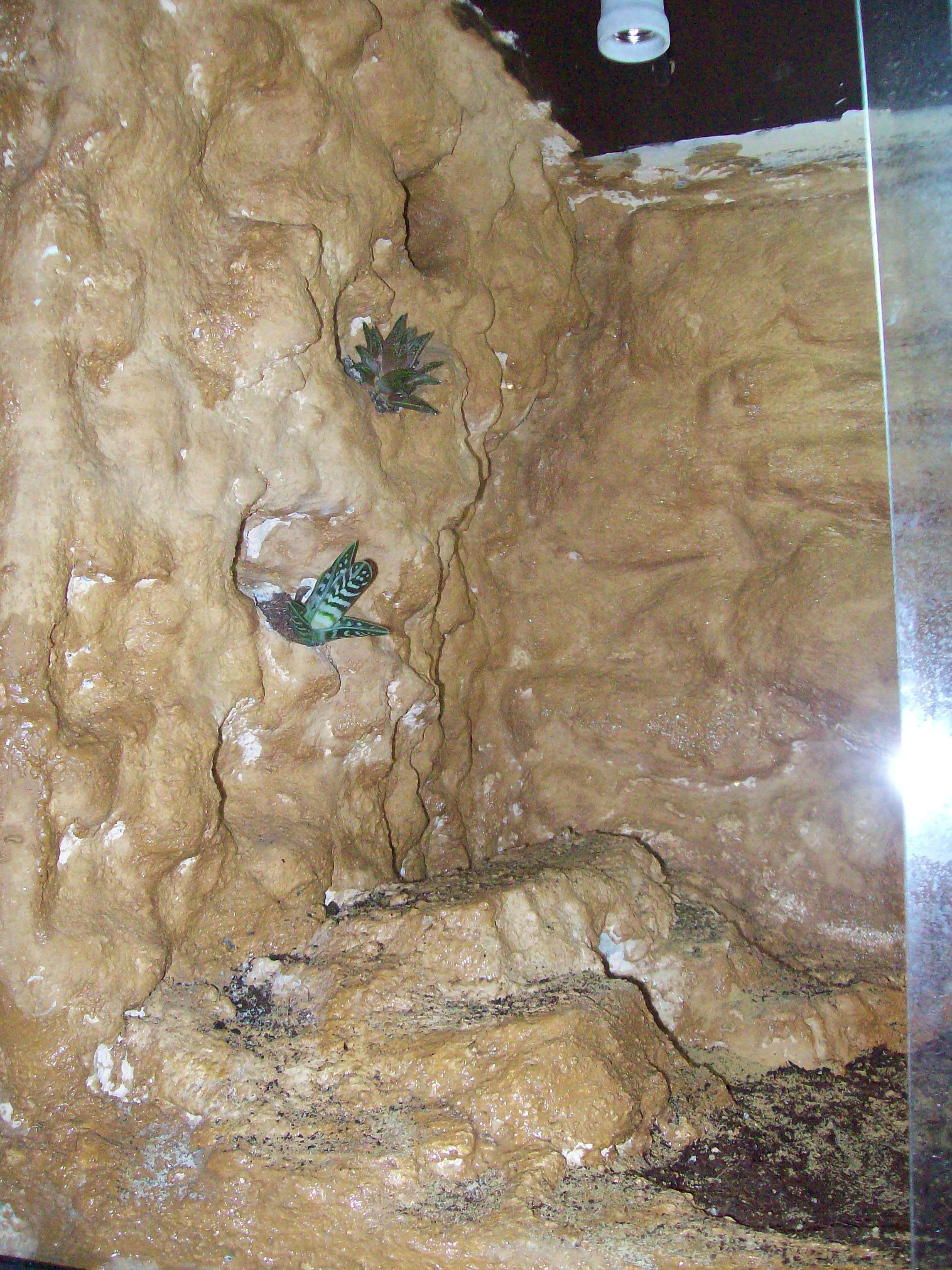 nueva bateria (4).jpg