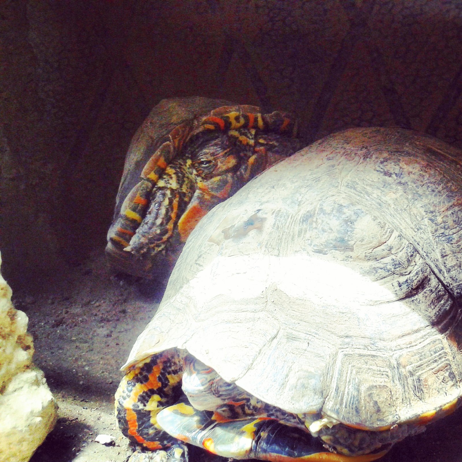 Nueva pareja ya están en encuvación sus primeros huevos