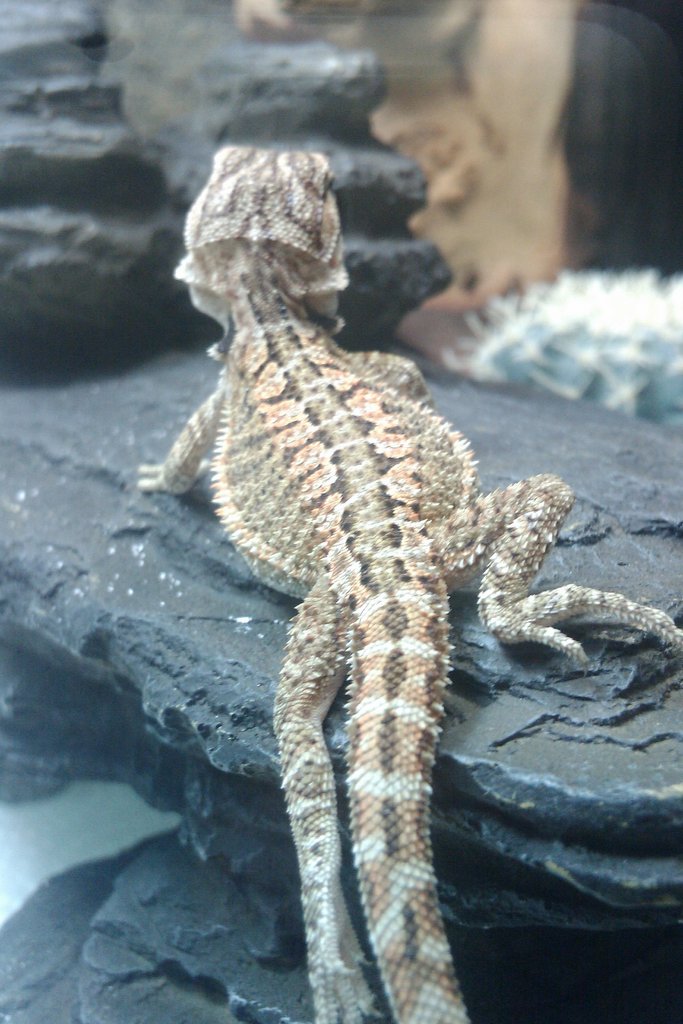 nueva pogona