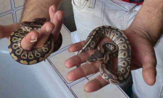 nuevo novatillo con regius xd.