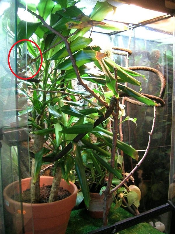 Nuevo terrario_Friky.jpg