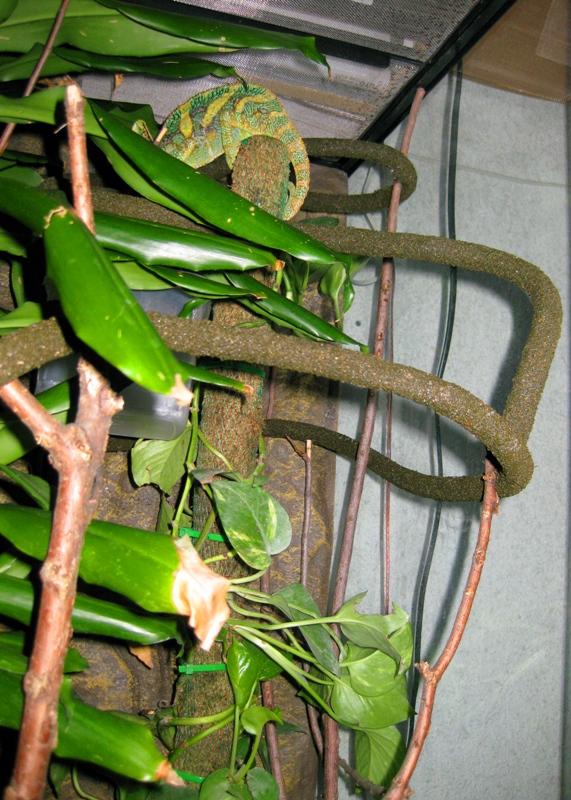 Nuevo terrario_Friky2.JPG