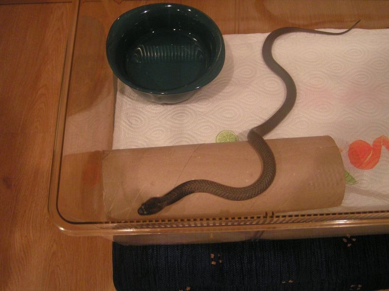 NZ2007 cobra n[1].JPG