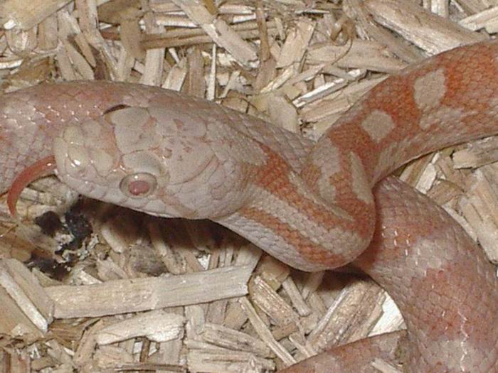 obsoleta lavender.JPG