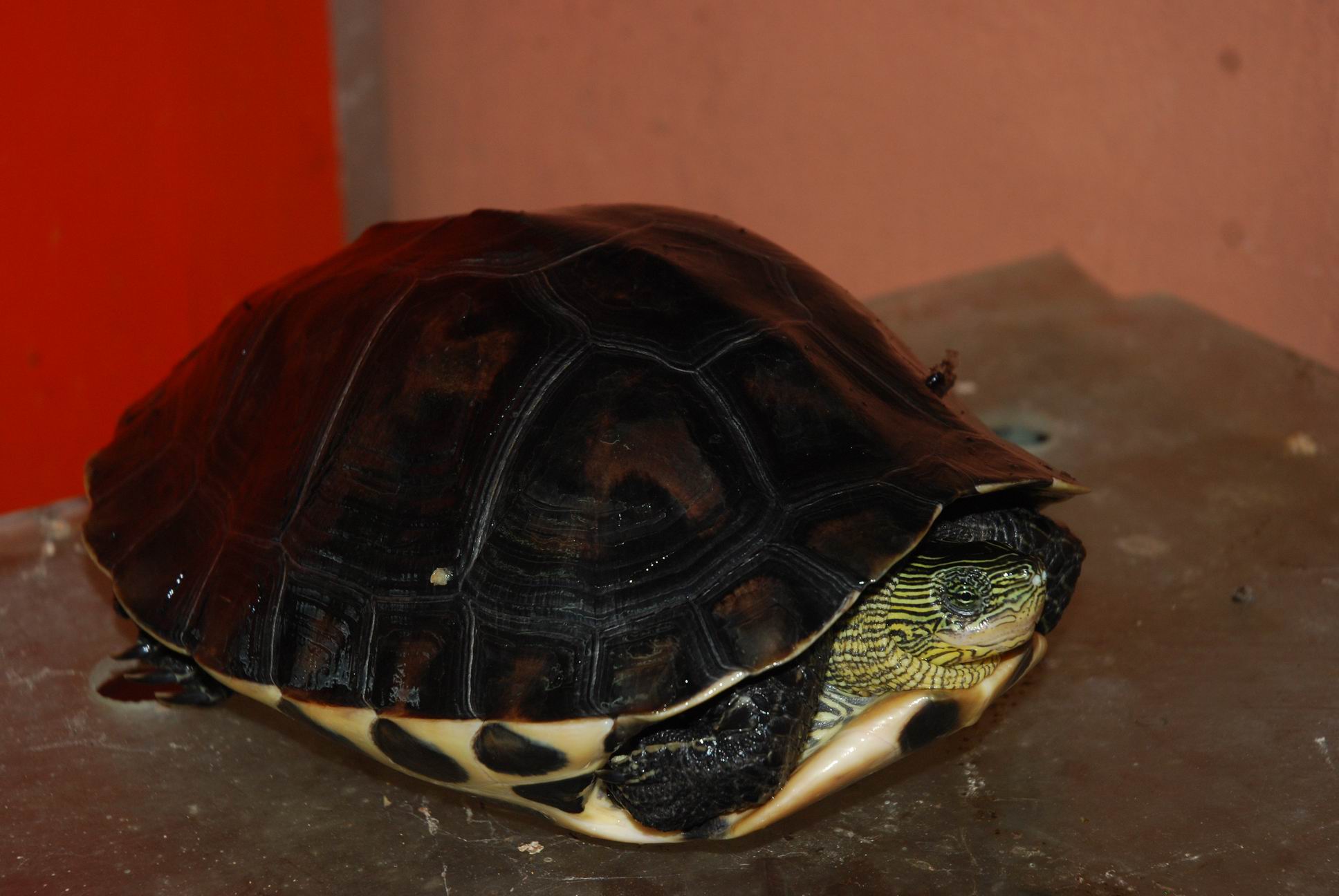 Ocadia sinensis G 002.JPG