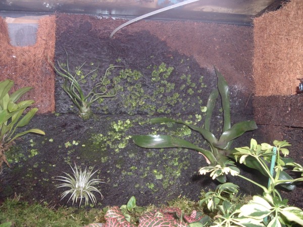ofondo terrario (600 x 450).jpg
