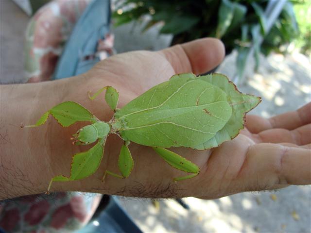 ohoja ok (Small).jpg