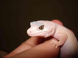 ojo blazing más oscuro.jpg