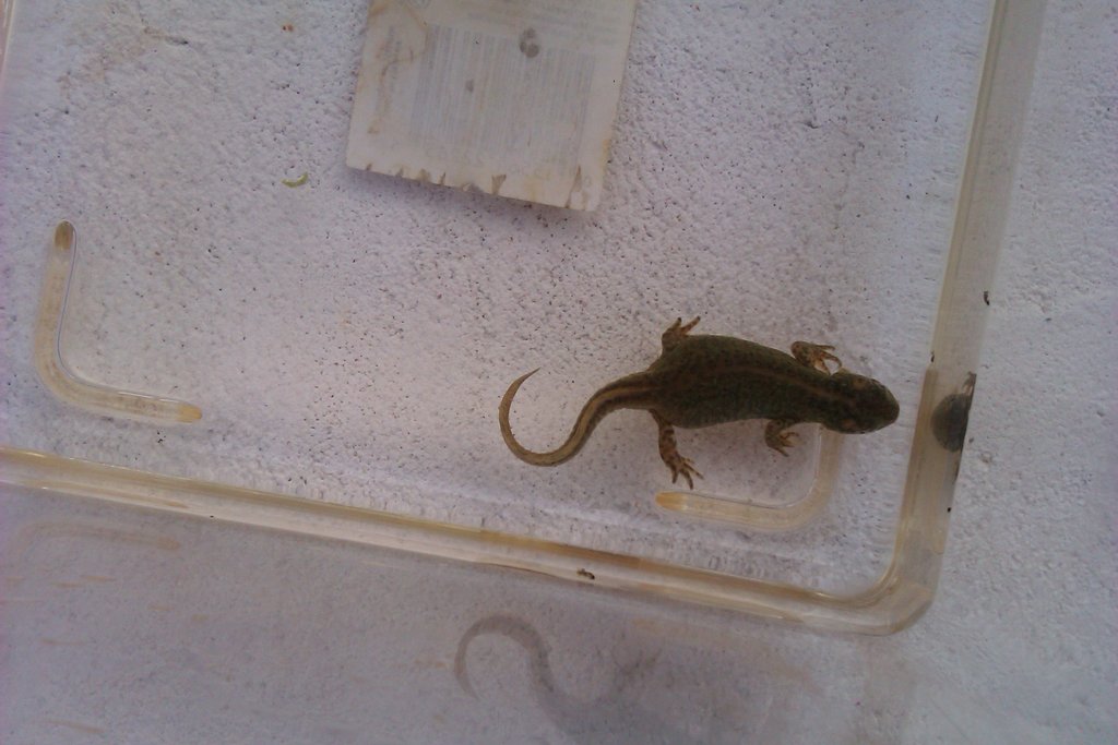 Ommatotriton ophryticus nesterovi - Hembra