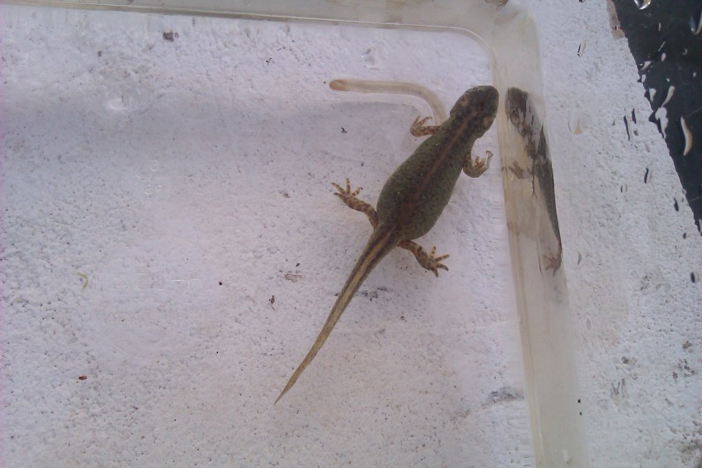 Ommatotriton ophryticus nesterovi - Hembra