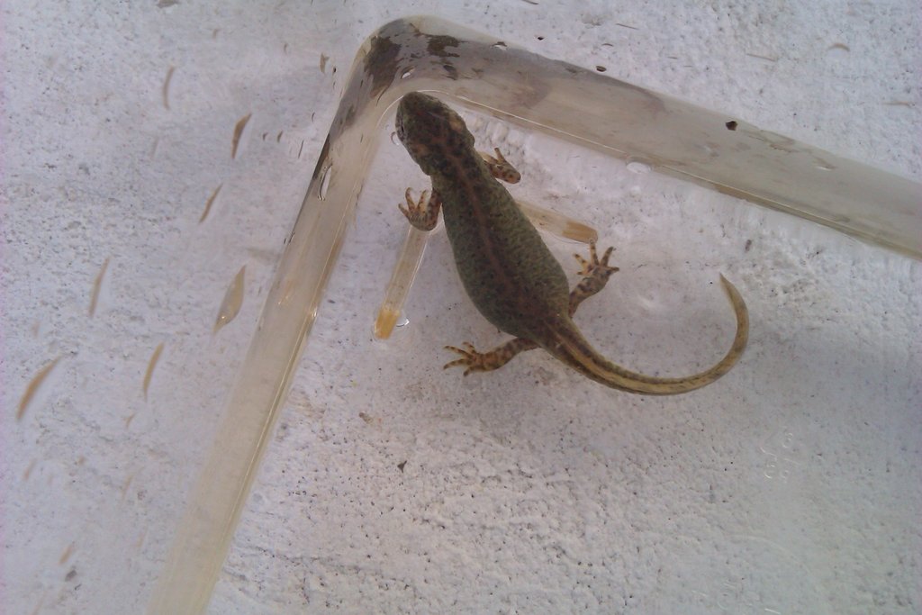 Ommatotriton ophryticus nesterovi - Hembra