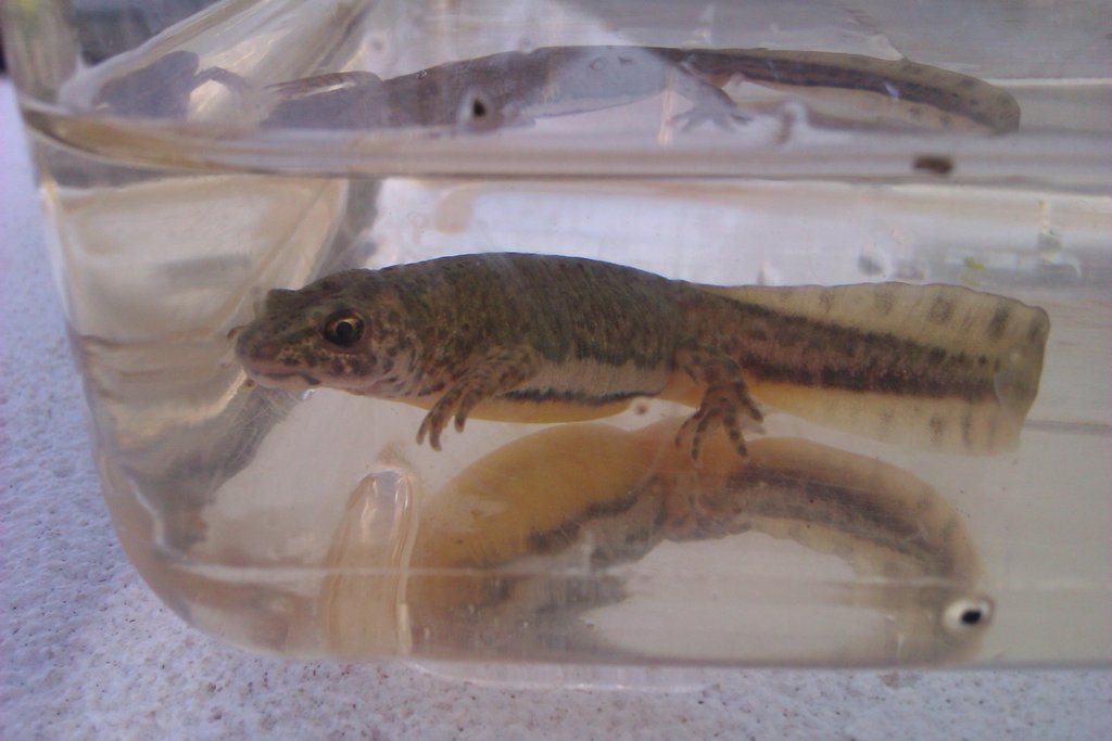 Ommatotriton ophryticus nesterovi - Hembra