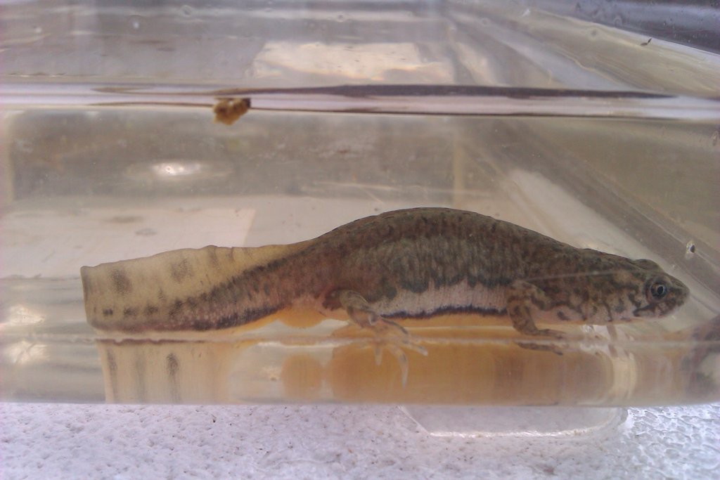 Ommatotriton ophryticus nesterovi - Hembra