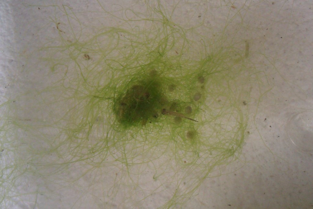 Ommatotriton ophryticus nesterovi - Huevos y larva