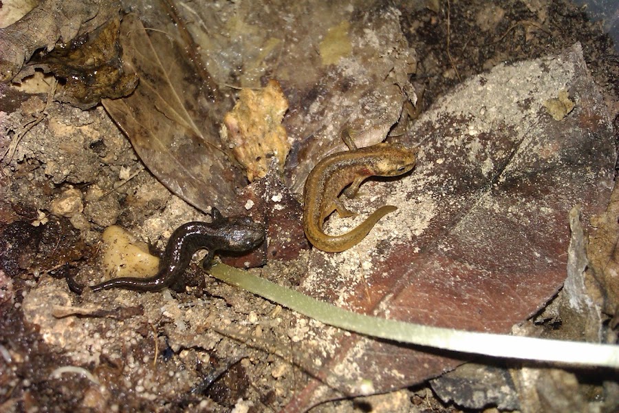 Ommatotriton ophryticus nesterovi - Juveniles