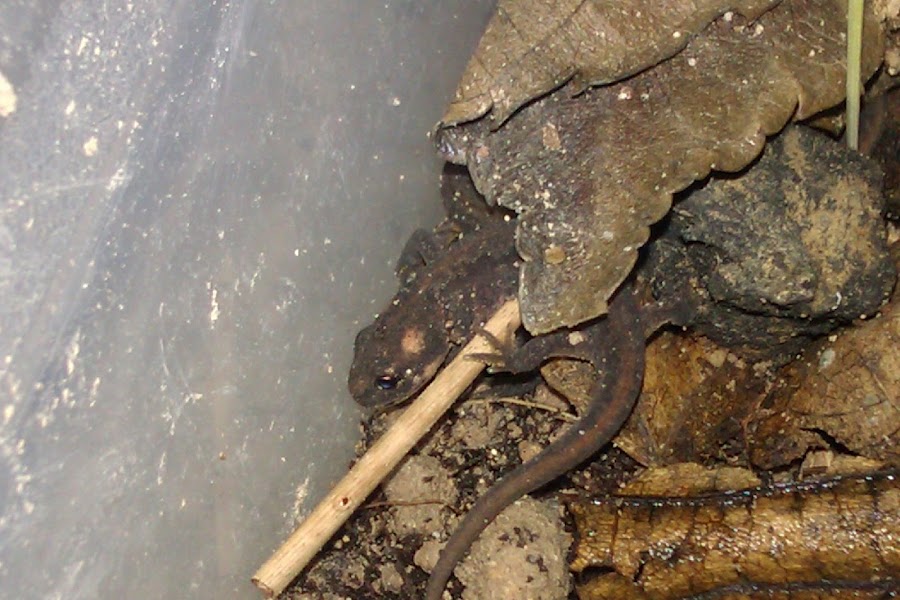 Ommatotriton ophryticus nesterovi - Juveniles