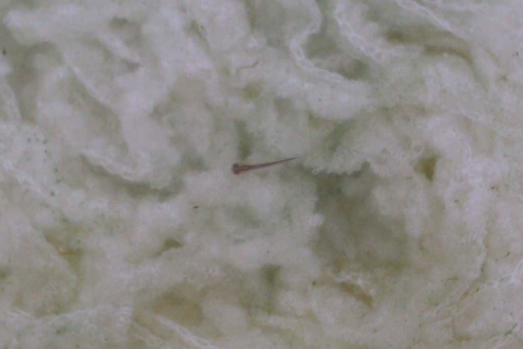 Ommatotriton ophryticus nesterovi - Larva