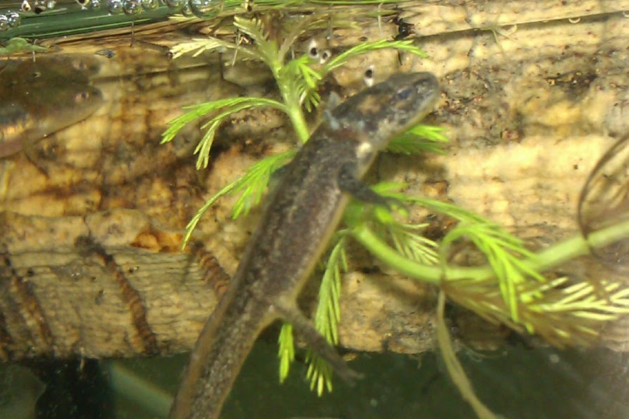 Ommatotriton ophryticus nesterovi - Larva