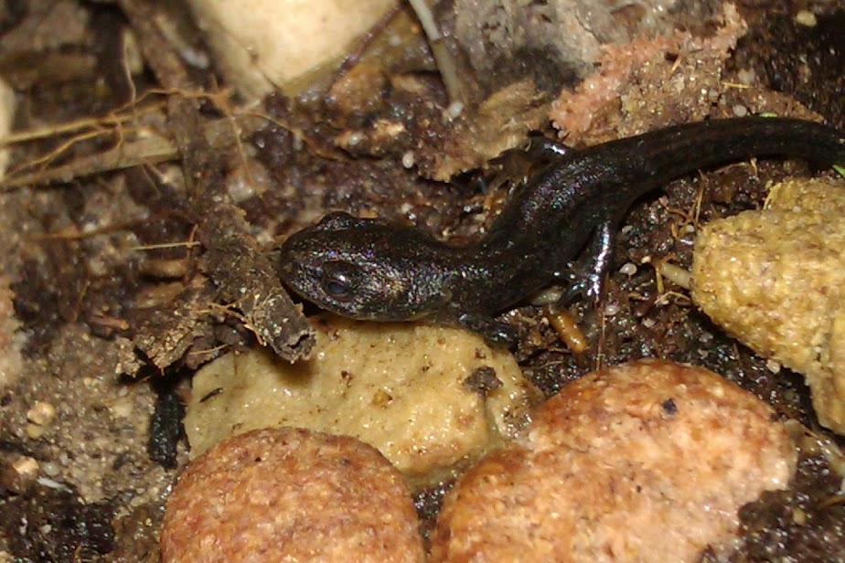 Ommatotriton ophryticus nesterovi - Metamórfico