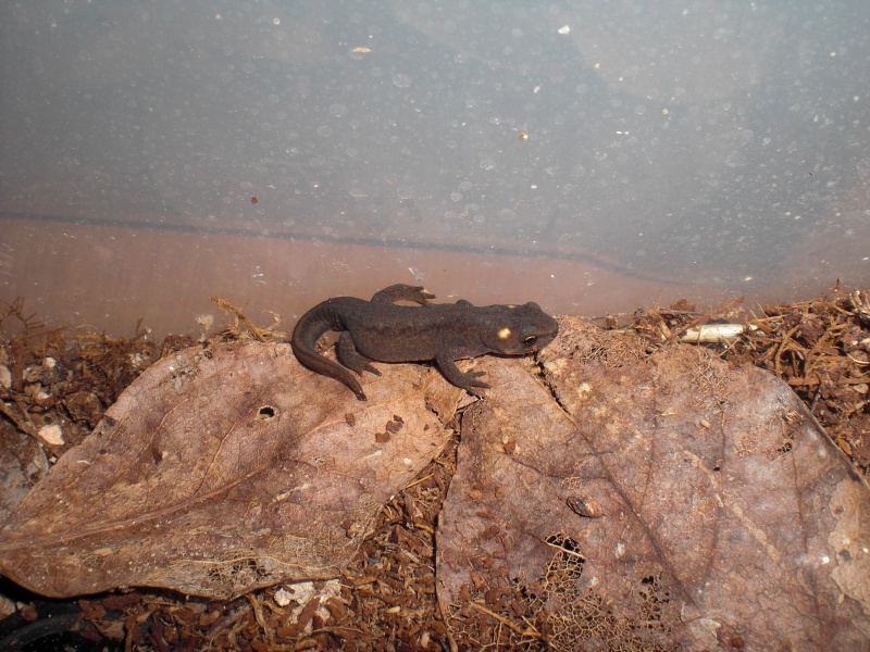 Ommatotriton ophryticus nesterovi