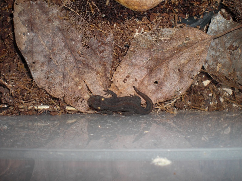 Ommatotriton ophryticus nesterovi