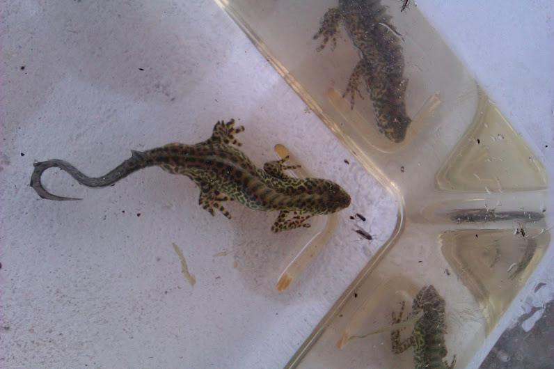 Ommatotriton ophryticus nesterovi