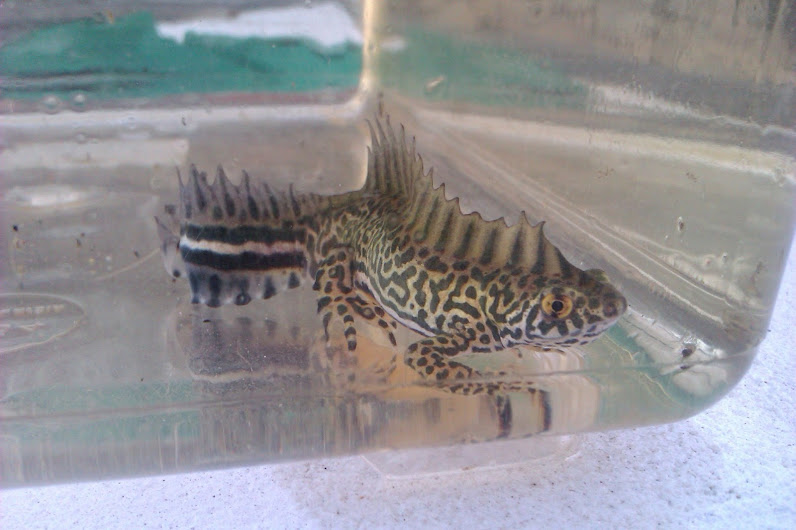 Ommatotriton ophryticus nesterovi