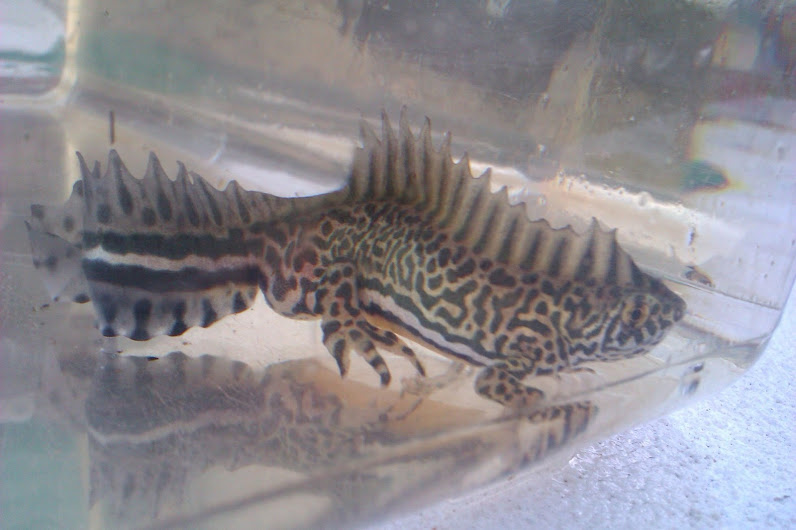 Ommatotriton ophryticus nesterovi