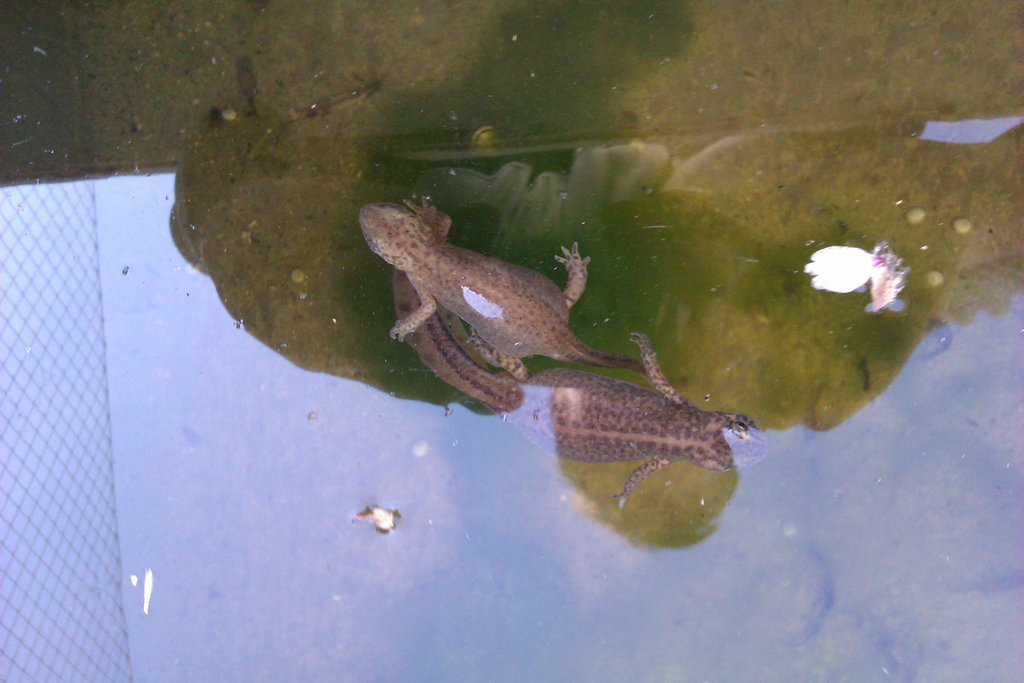 Ommatotriton ophryticus nesterovi