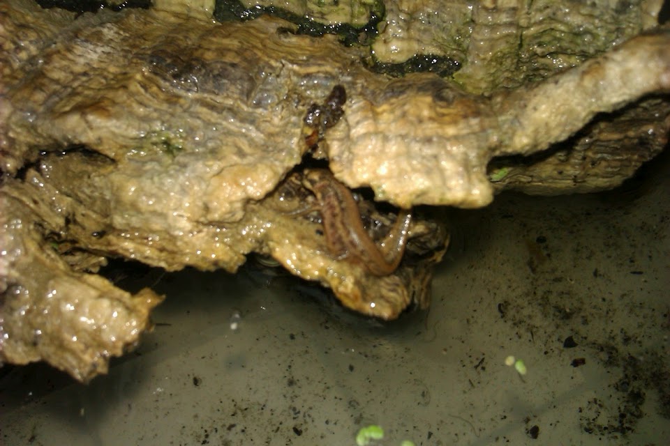 Ommatotriton ophryticus nesterovi