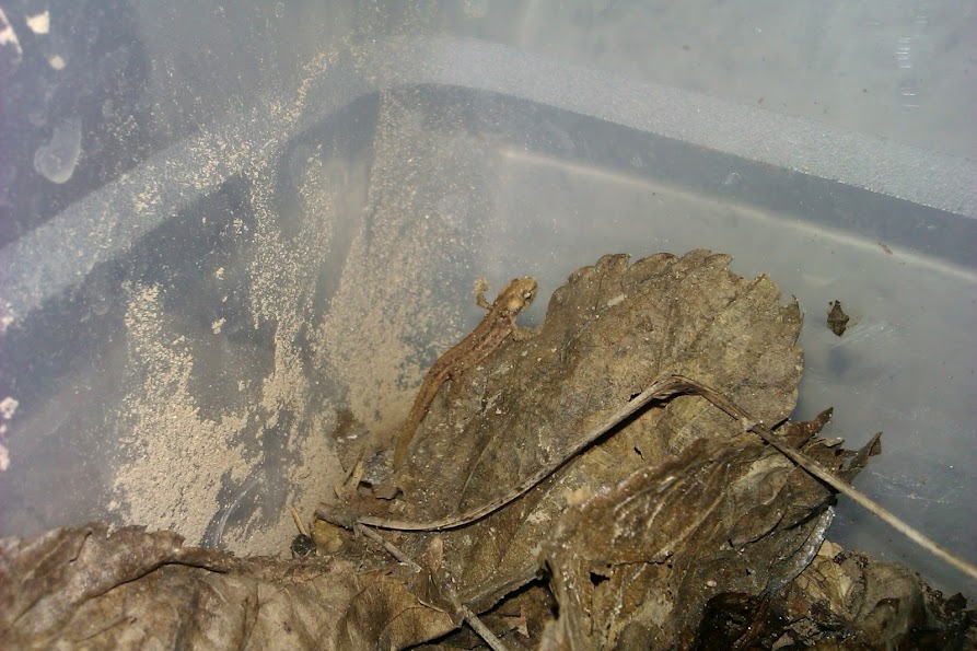Ommatotriton ophryticus nesterovi