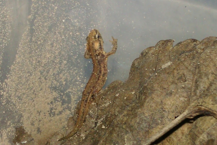 Ommatotriton ophryticus nesterovi