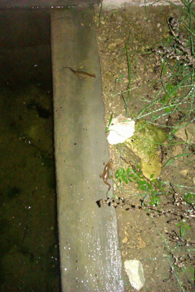 Ommatotriton ophryticus nesterovi